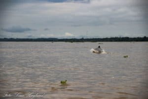 A Pink River dolphin in the Pruvian Amazon