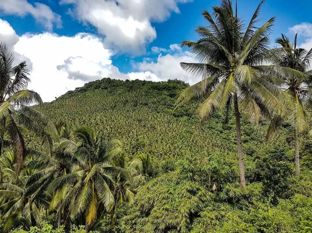 Thick palmtree jungle in Biliran