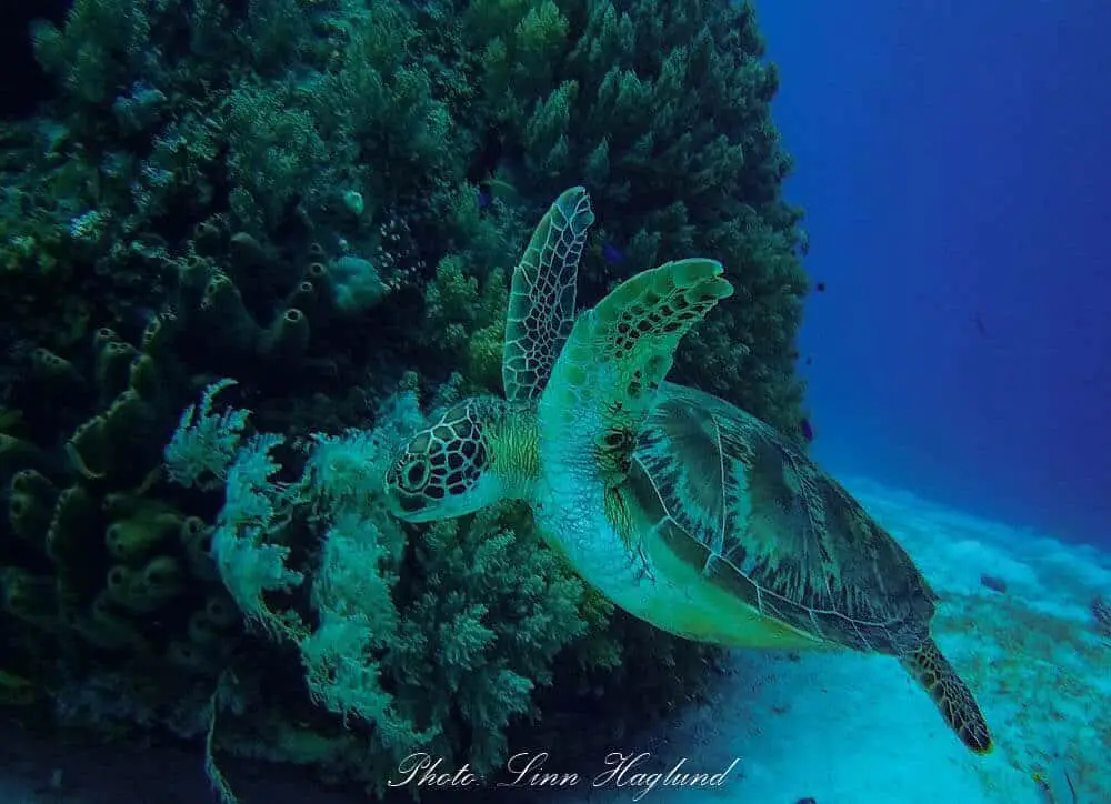 A turtle on a diving site outside alona beach, Philippines