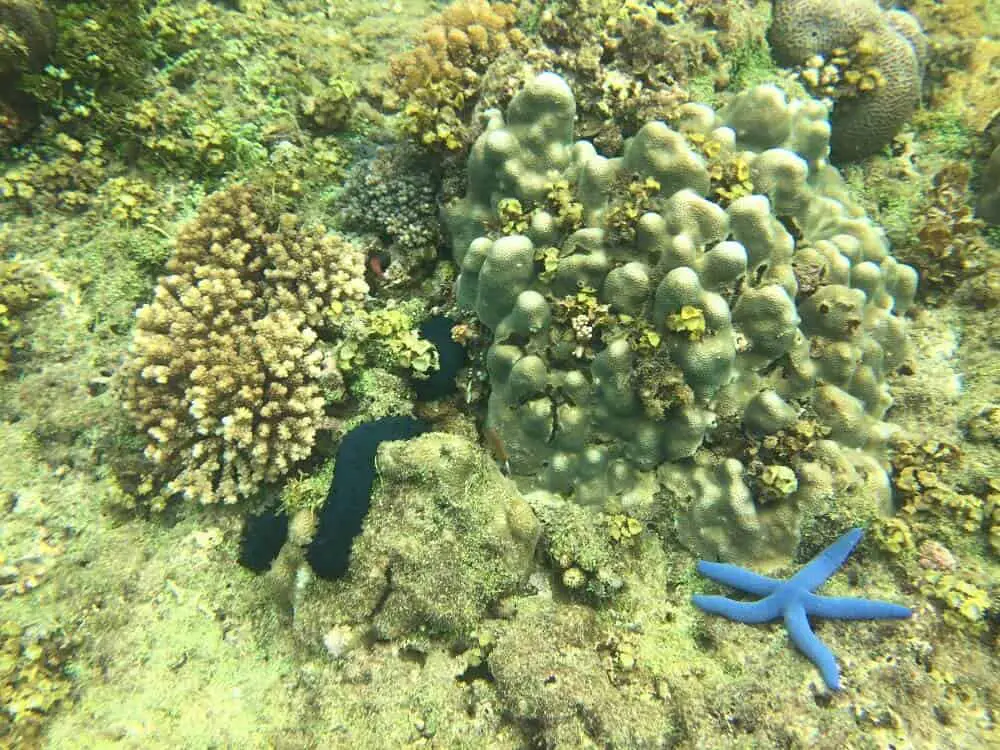 Snorkeling at Balicasag island