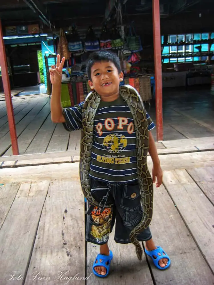 Cambodian boy showing off a snake and asking for a dollar