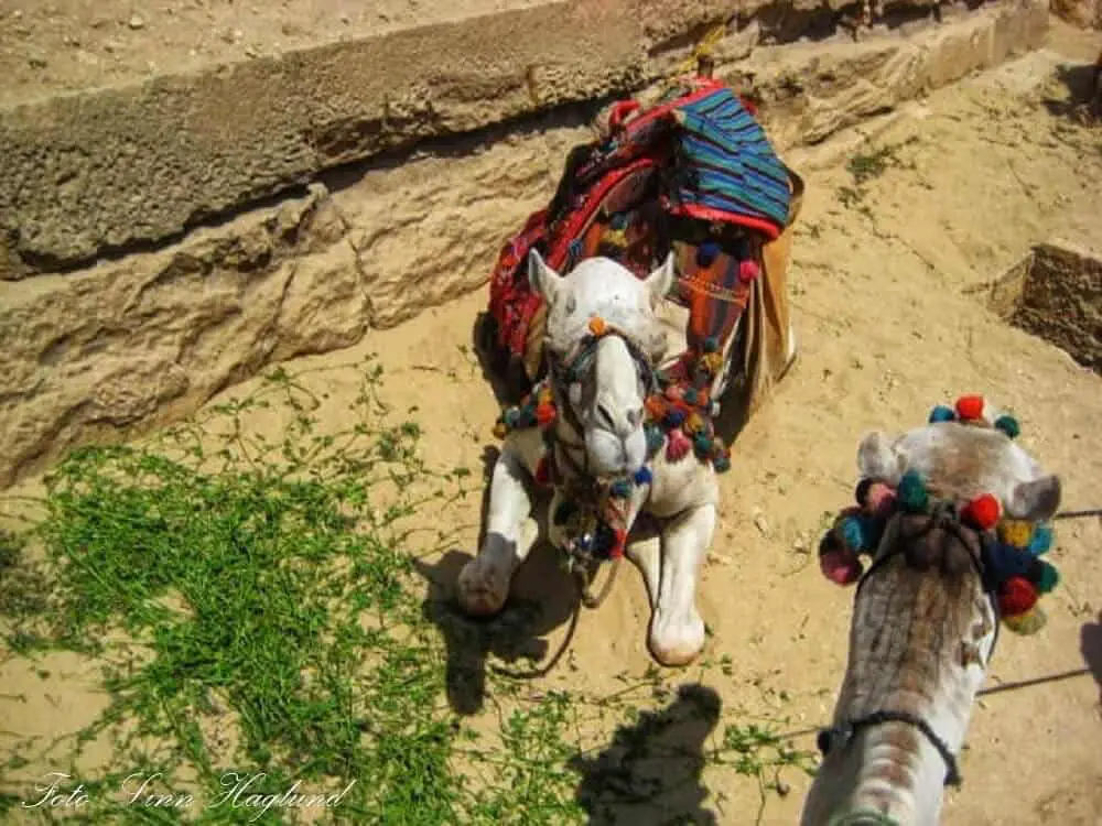 The camel I rode in Giza had dried blood down his neck