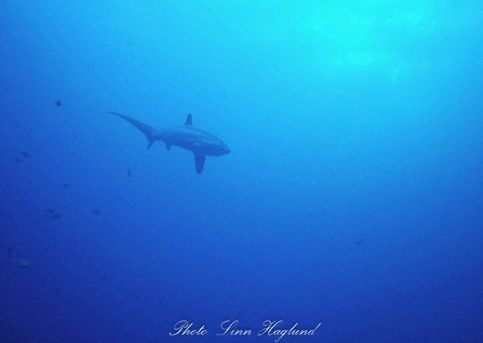 Diving with Thresher sharks