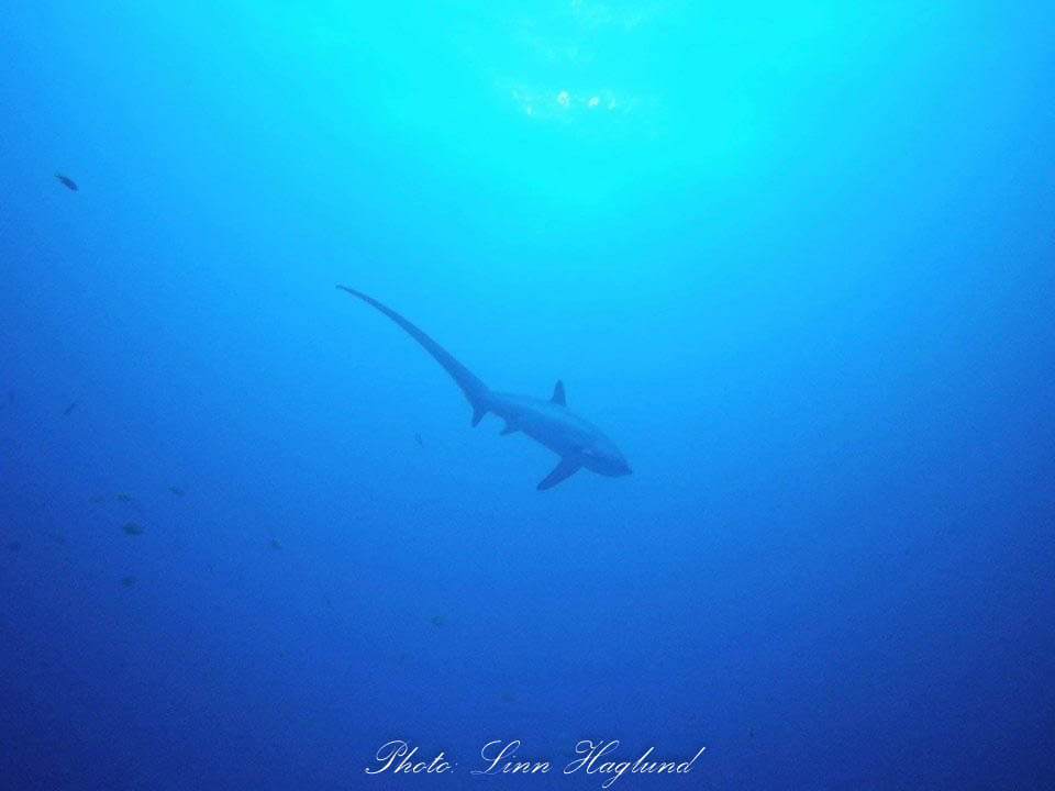 Thresher shark Philippines