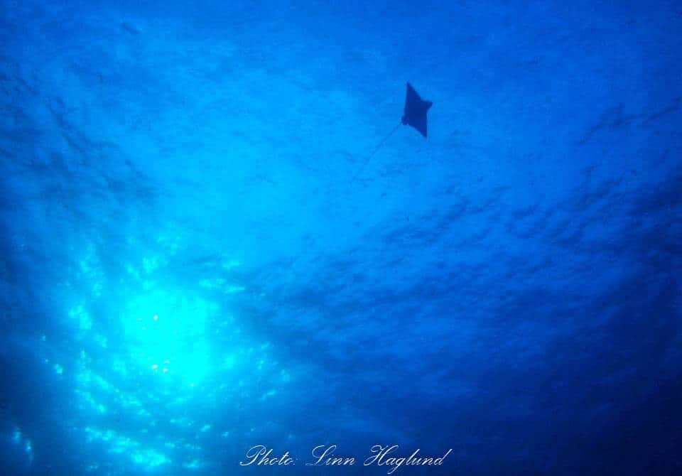 Diving with Rays in the Philippines