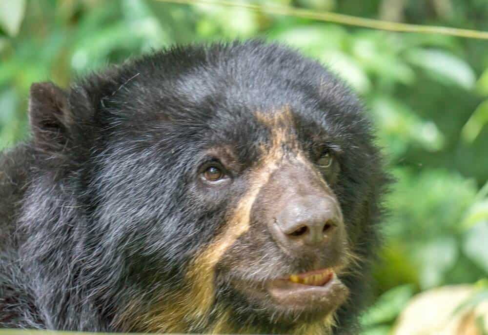 An Andean bear