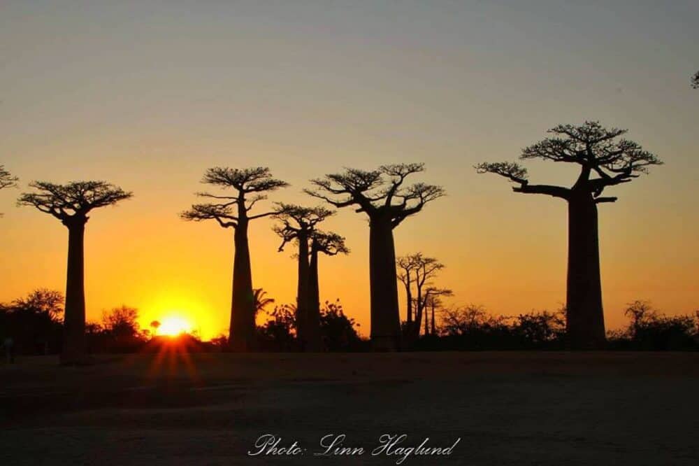Sunset at the Baobabs