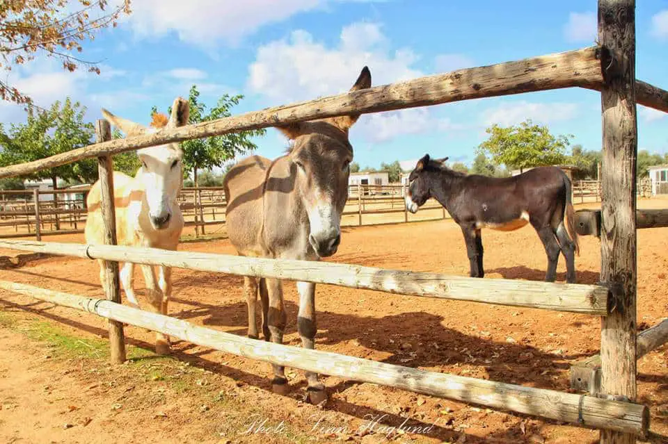 Rescued mules