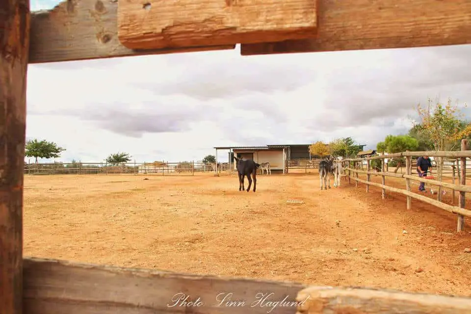 El Refugio del Burrito has large paddocks where the animals can run freely.