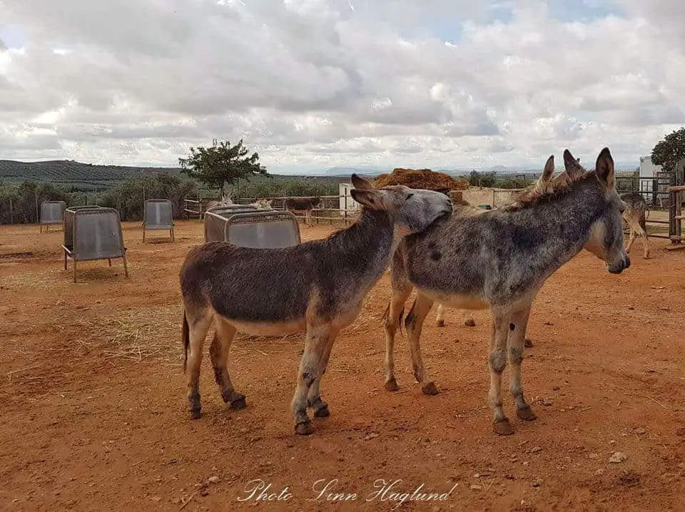 A donkey resting his head on his partners back