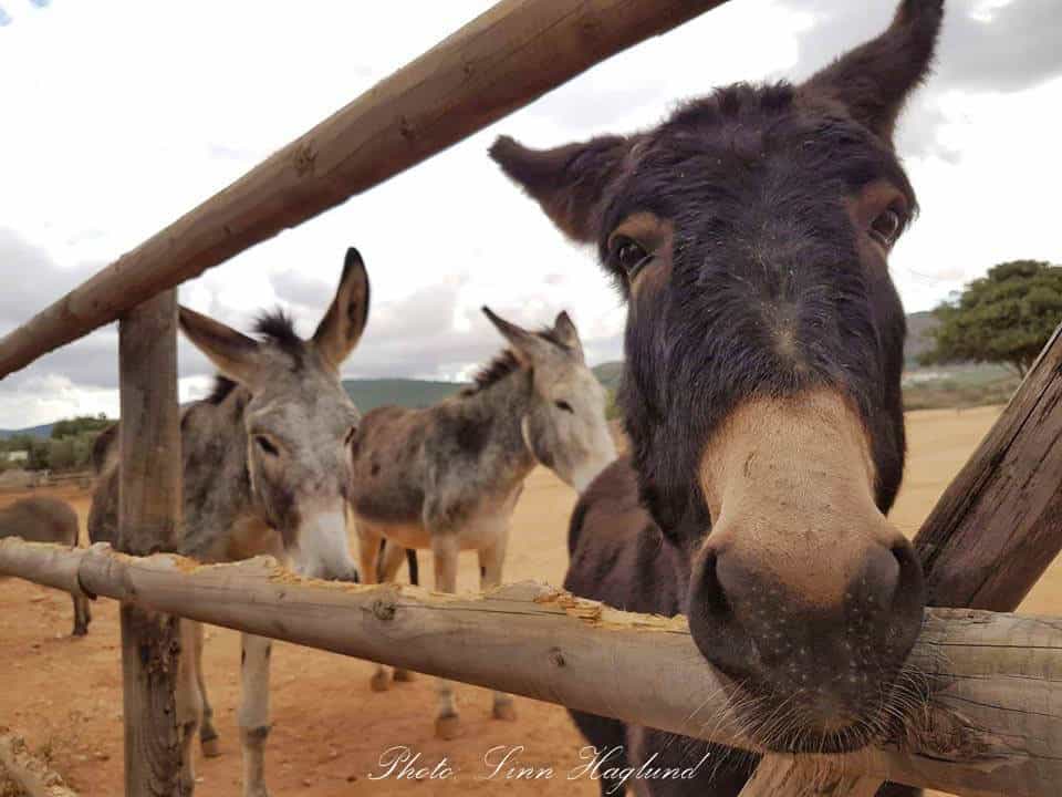 Donkey at the donkey sanctuary