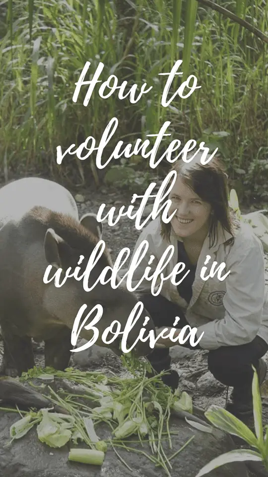 Volunteer with wildlife in Bolivia