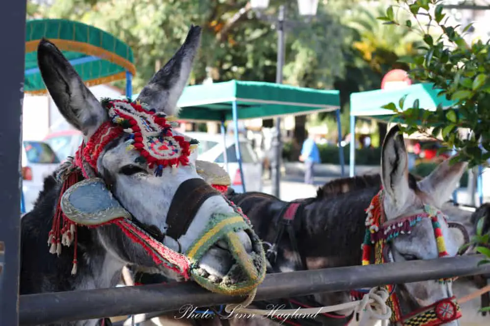 Mijas Donkey Taxi - Why you should never go for a ride