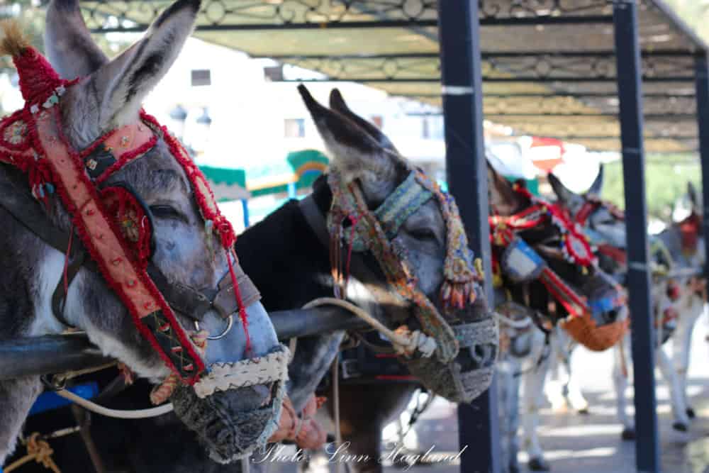 Donkey Taxi in Mijas