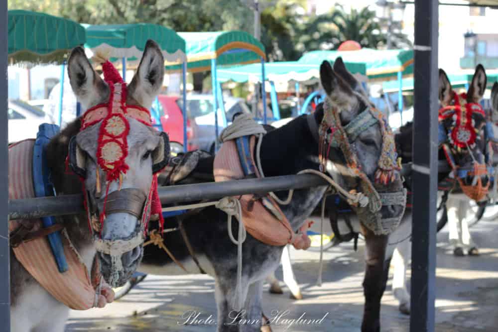 Never ride a donkey in Mijas