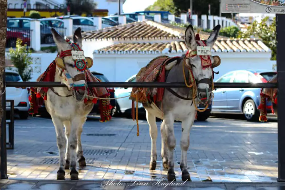 You should never ride a Donkey Taxi in Mijas