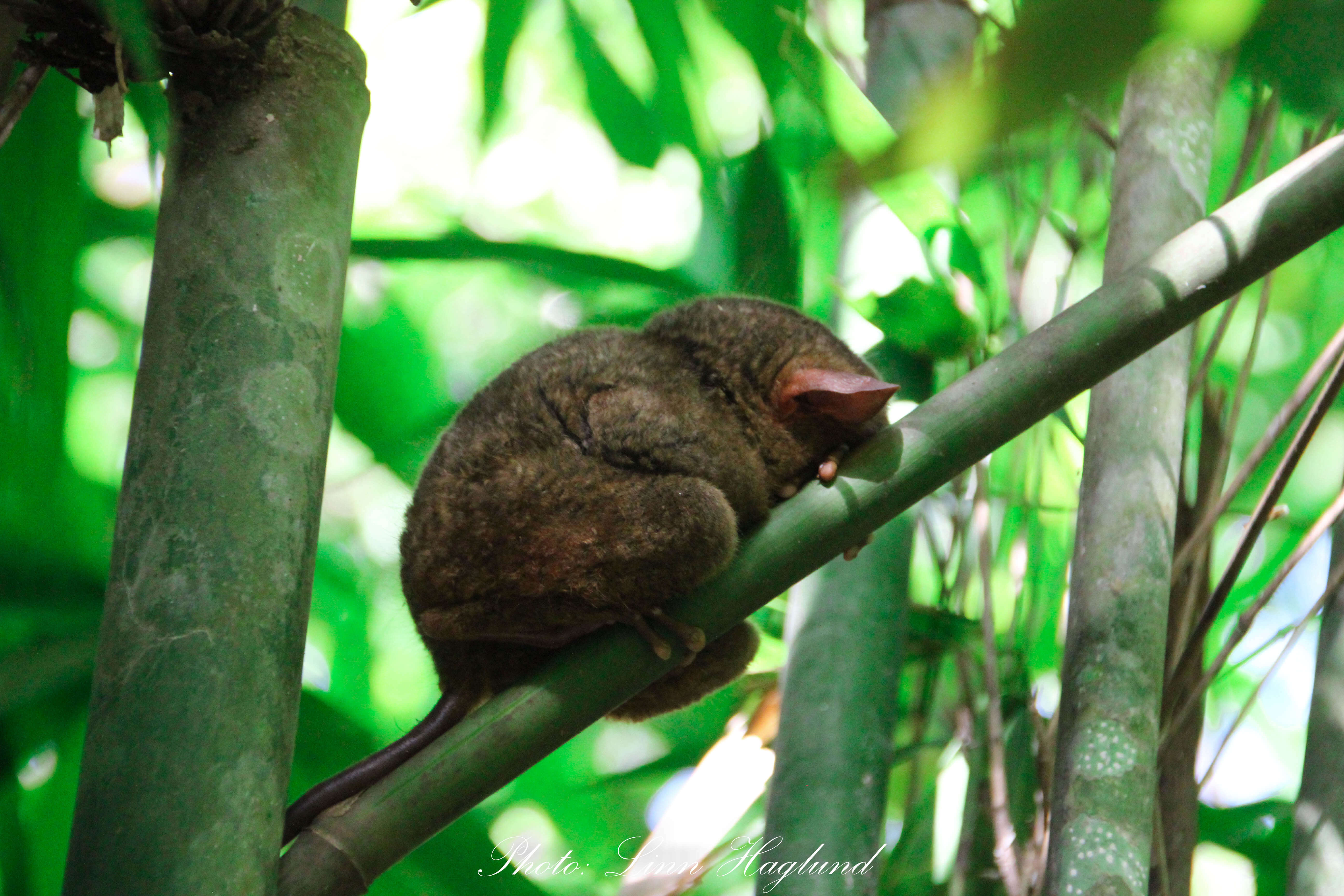 A sleeping tarsier