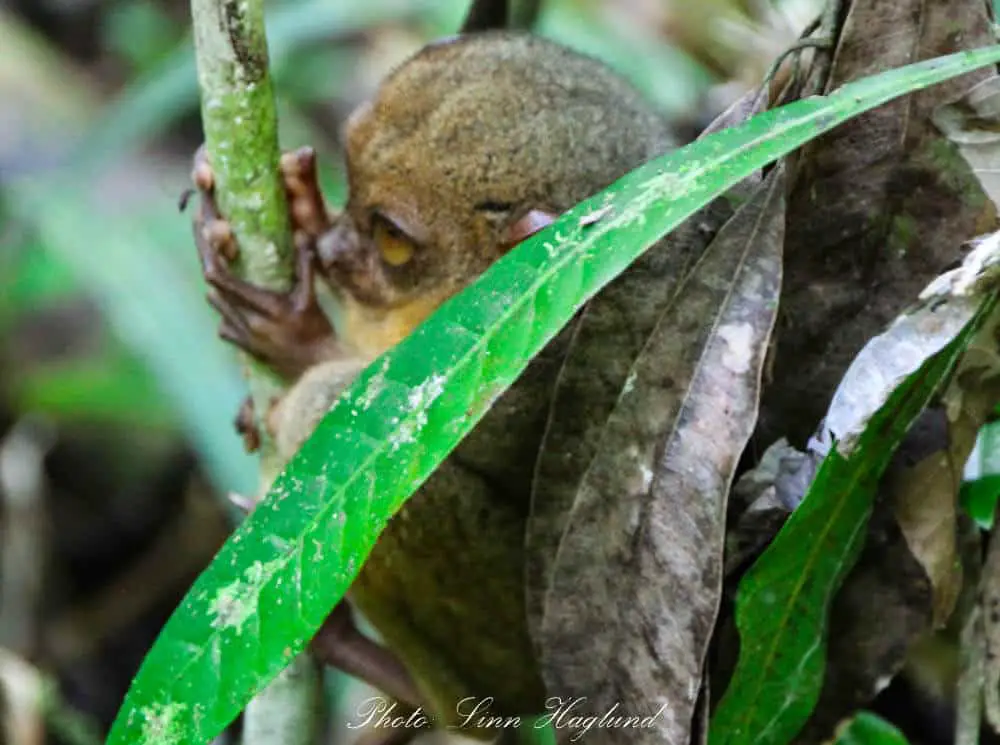 Why you should never pet a Tarsier