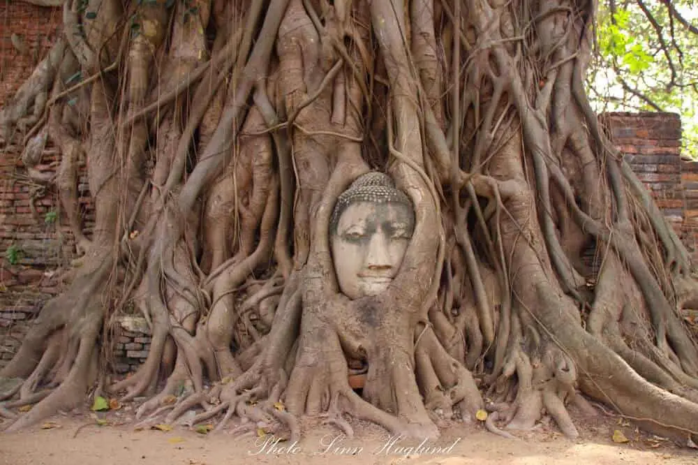 Buddha in the tree in Ayutthaya