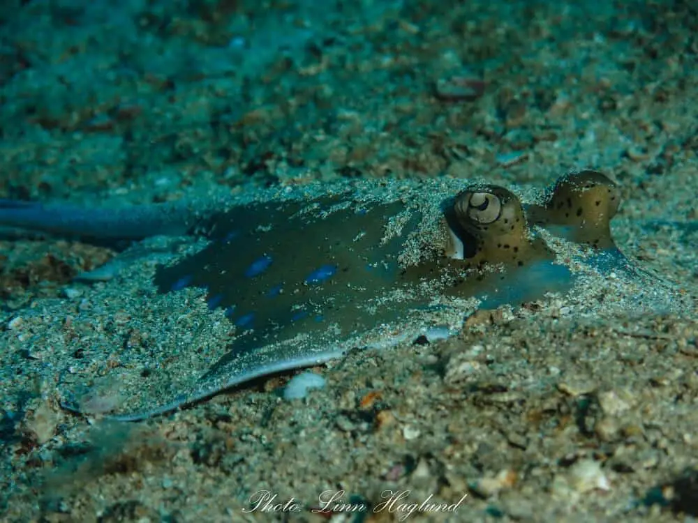 Under water life in Thailand