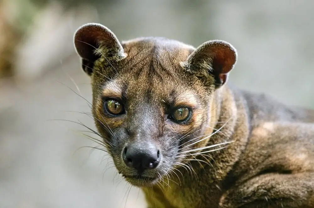 A Fossa