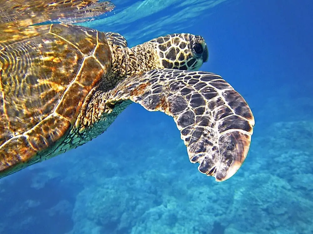 Face to face with a green turtle