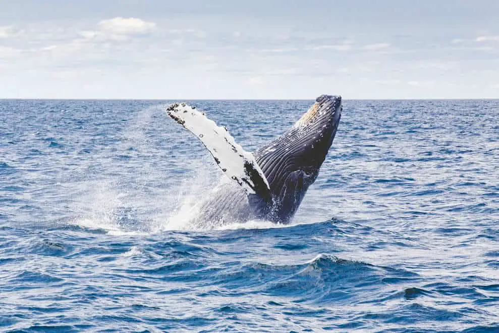 Humpback whale around Ile Sainte Marie in Madagascar