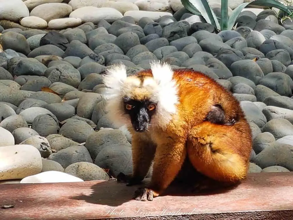 Sustainable travel - lemur in Madagascar