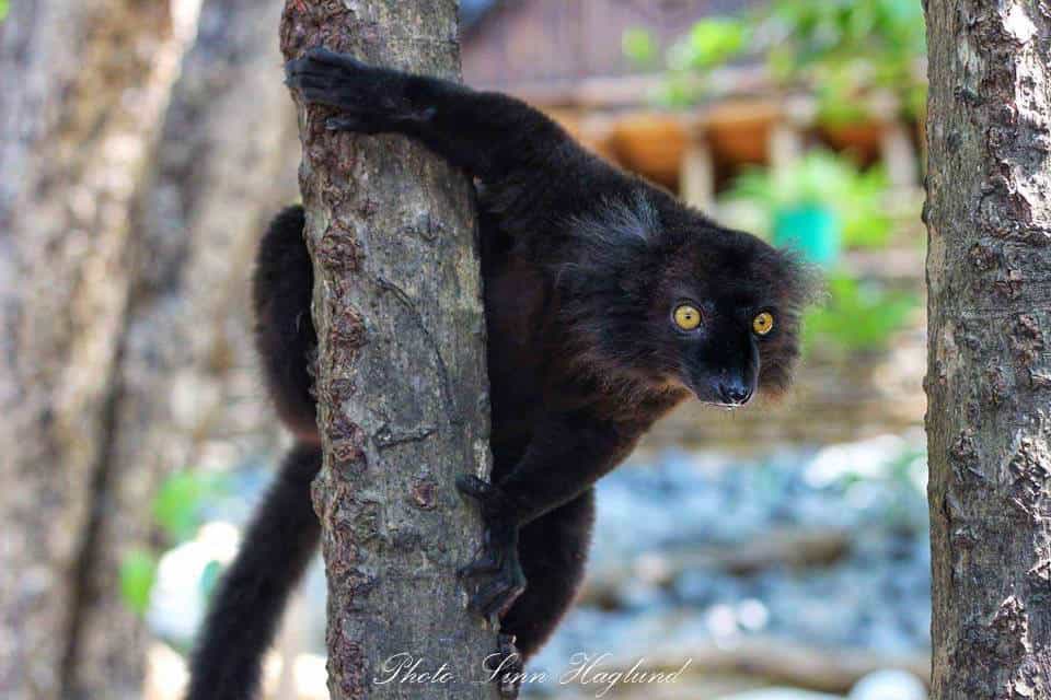 A lemur hanging in a tree