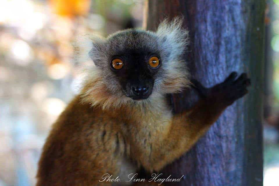Incredible wildlife ecounters in Madagascar. Lemurs were hanging around us at the eco-lodge every day.