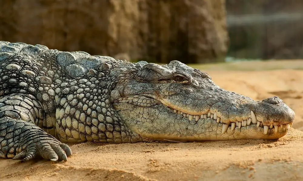 Nile crocodile - one of the scariest wildlife encounters in Madagascar