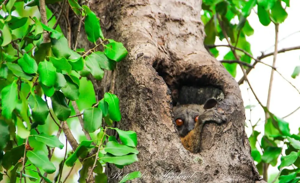 A tree lemur looking out of his tree. This animal is acctually blind during day time.