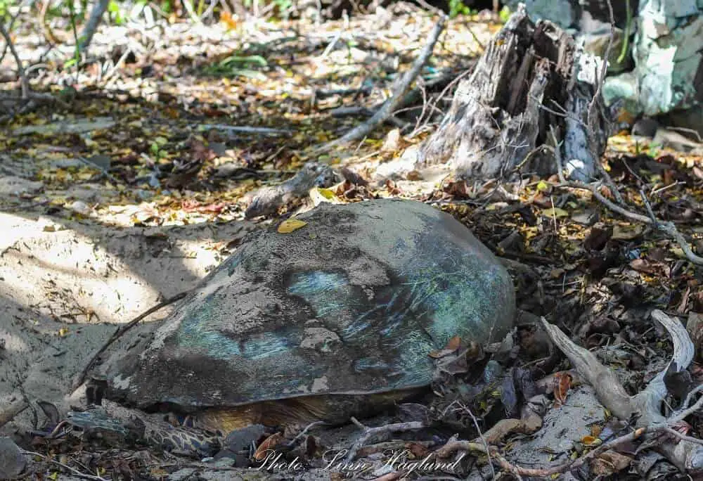 Turtle laying eggs on the beach of Ankazoberavina island