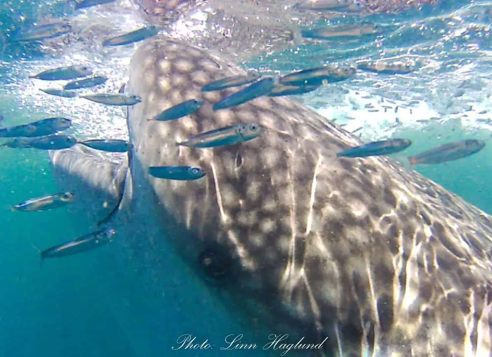 Small fish hanging out around a whale shark eating plankton