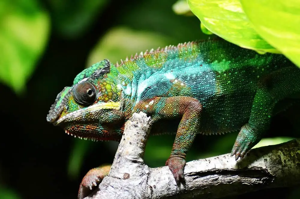 A chameleon changing colors 