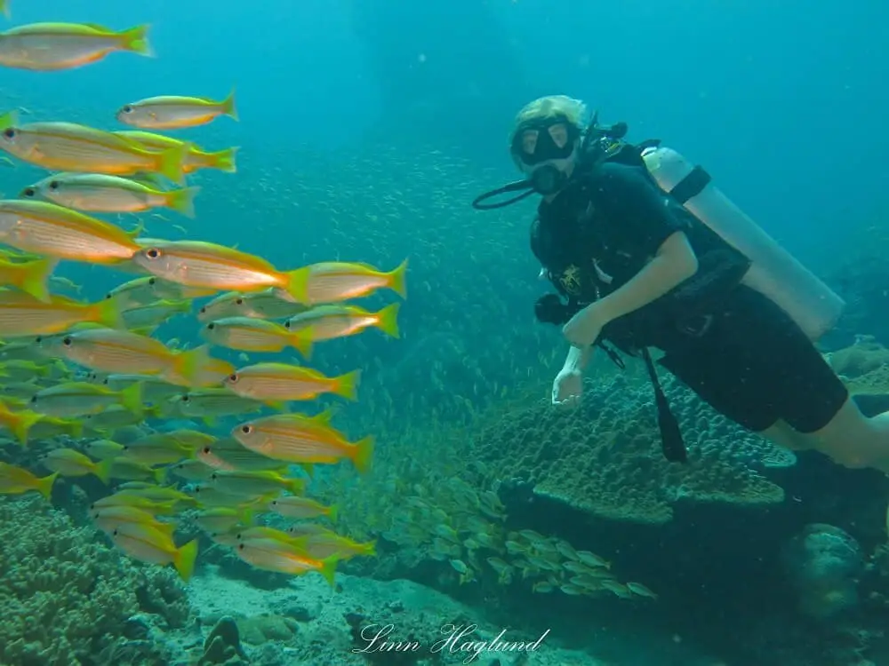 Diving around Phi Phi