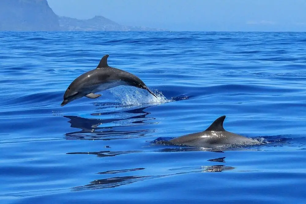 Dolphins playing around the boat