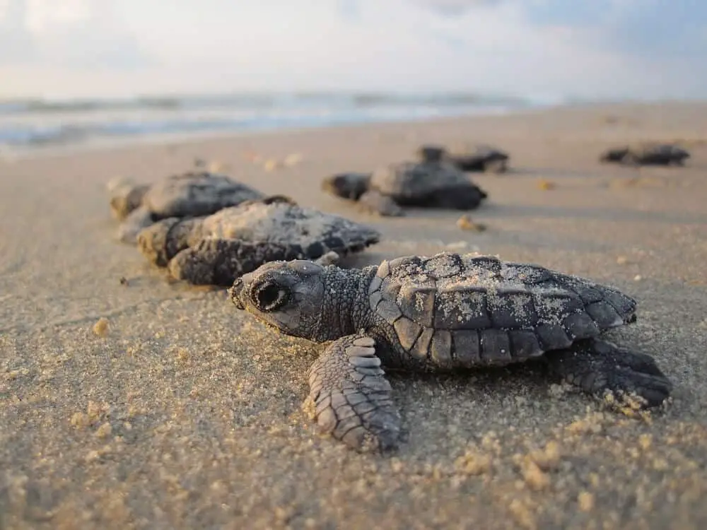 Baby sea turtles making the run of their lives