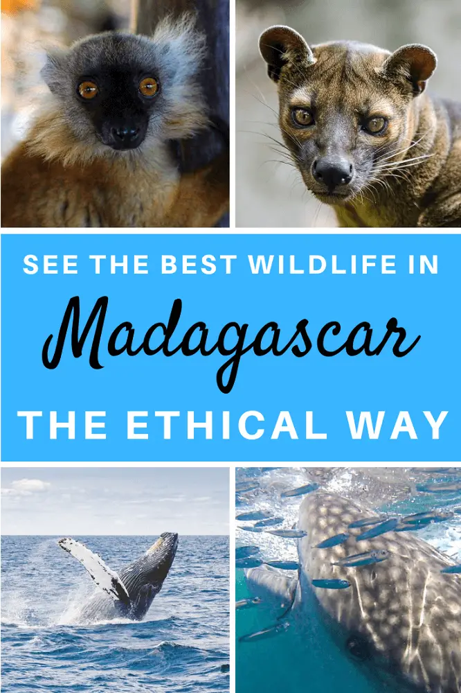 How to see the best wildlife in Madagascar in an ethical way. Responsible animal tourism is so important when you want to explore the animals of Madagascar. Find out where and how to explore lemurs, fossas, nesting sea turtles and more.