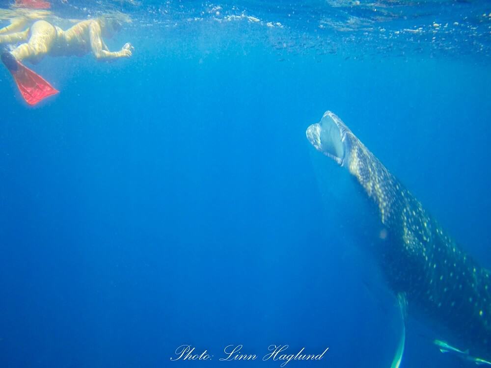 Swimming with whale sharks was one of the most amazing experiences I had in Madagascar