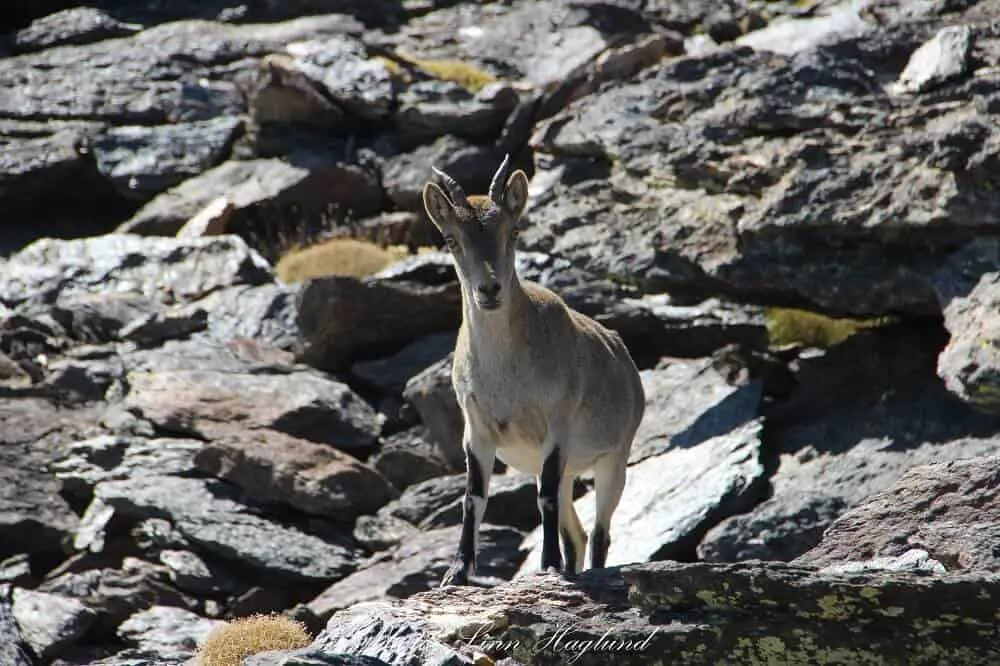 A curious mountain goat on the way up the mountain