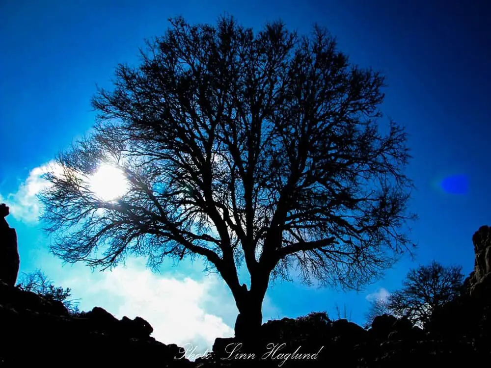 A big tree in El Torcal de Antequera in Spain