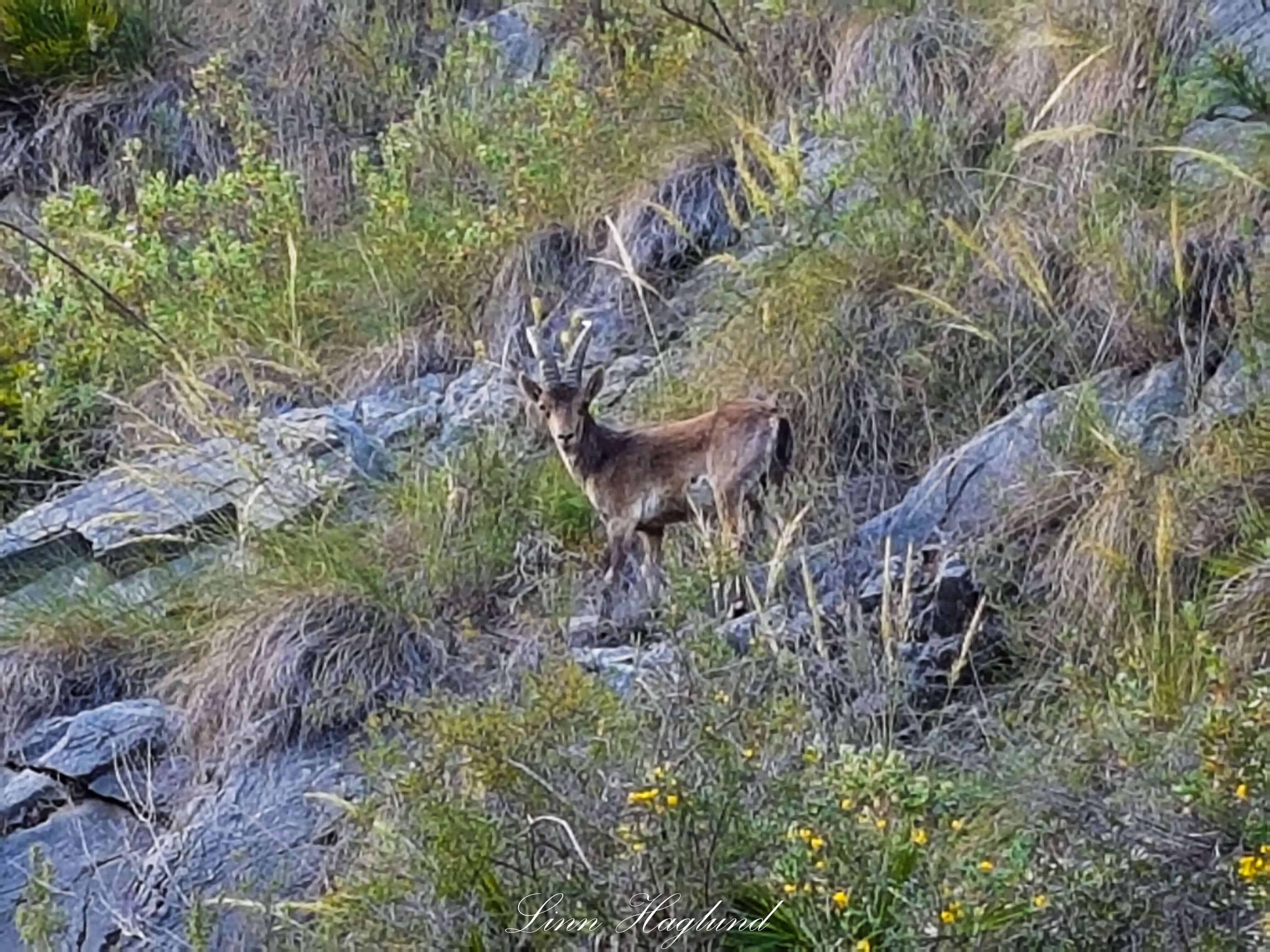 A wild mountain goat at Barranco Blanco