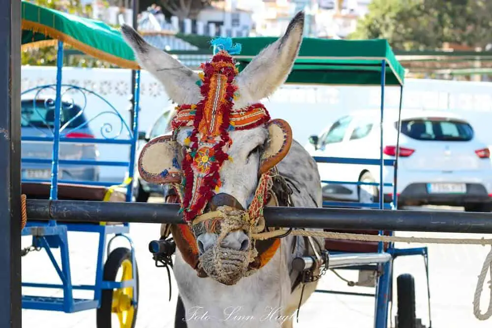 A donkey taxi in Mijas, Spain that is standing tied up all day and all night so tourists can go on rides.