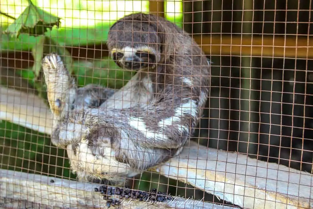 A sloth sitting in his own poop in a cage in Peru