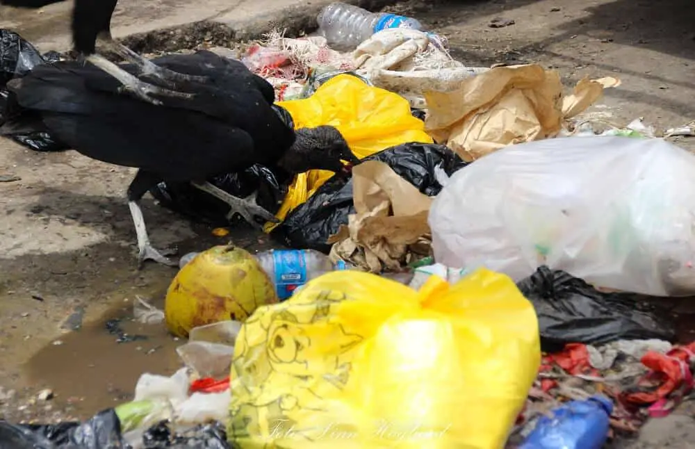 A vulture eating rubbish on the street in Peru