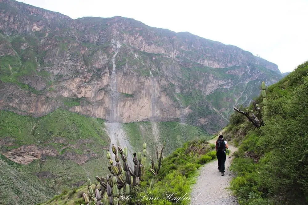 Colca Canyon trekking towards the Oasis