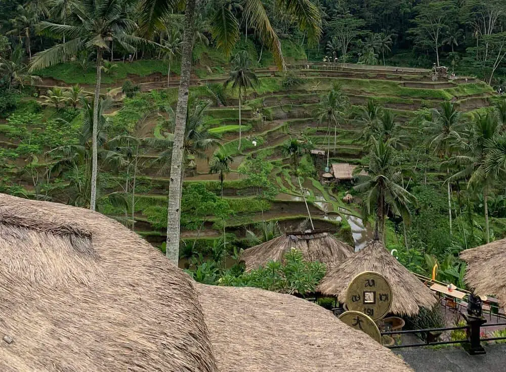 Tagallalang rice terraces in Ubud are being exploit by tourism