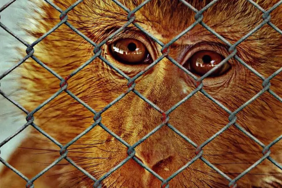 Monkey in a cage - animals should be free