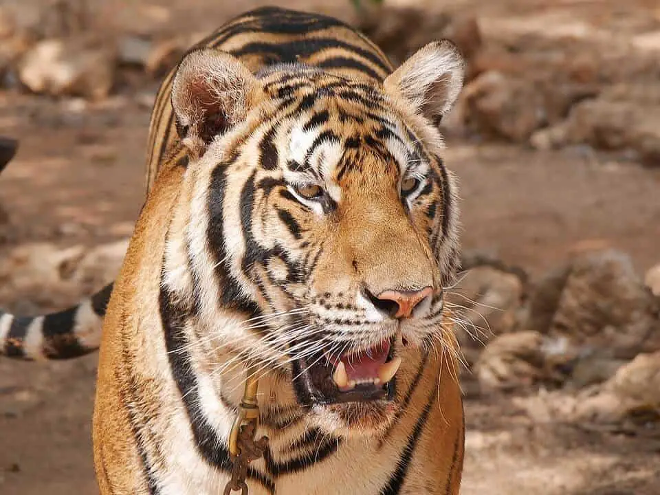 A chained tiger at a tiger Temple in Thailand